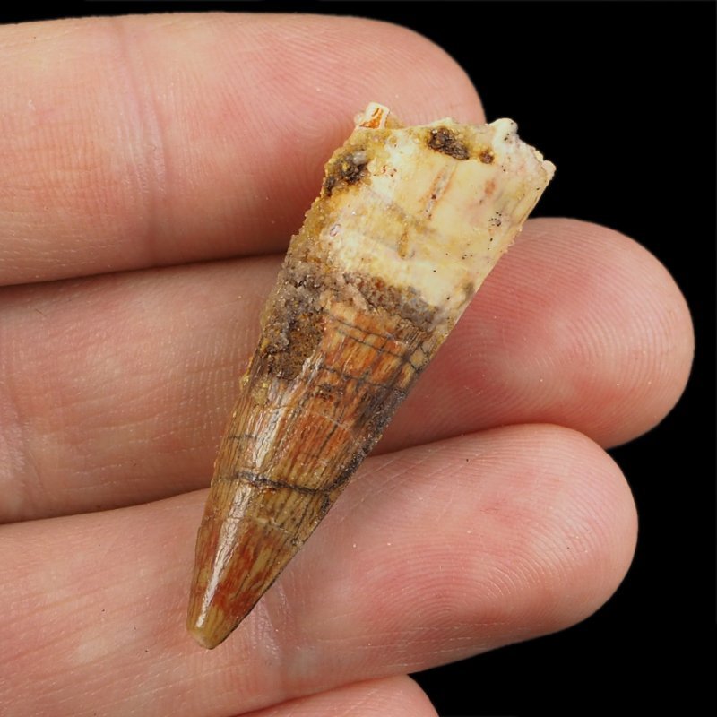 SKAMIENIAŁY ZĄB DINOZAURA Spinosaurus aegyptiacus - KREDA GÓRNA (CENOMAN) - ok. 95-100 mln lat