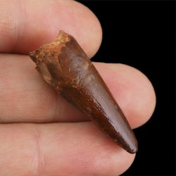 SKAMIENIAŁY ZĄB DINOZAURA Spinosaurus aegyptiacus - KREDA GÓRNA (CENOMAN) - ok. 95-100 mln lat