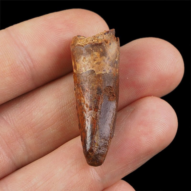 SKAMIENIAŁY ZĄB DINOZAURA Spinosaurus aegyptiacus - KREDA GÓRNA (CENOMAN) - ok. 95-100 mln lat