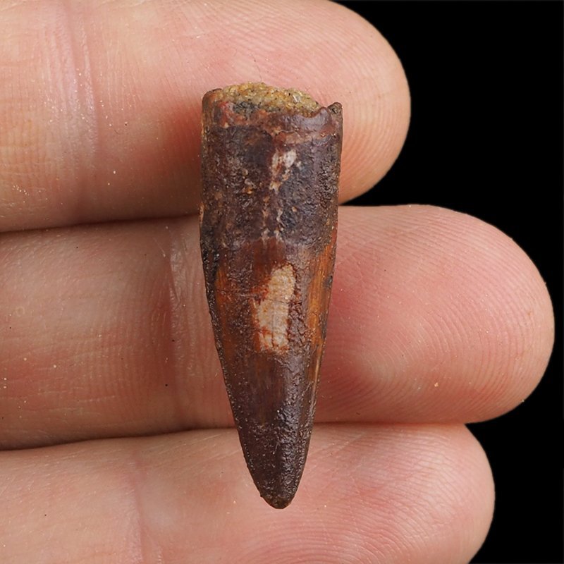 SKAMIENIAŁY ZĄB DINOZAURA Spinosaurus aegyptiacus - KREDA GÓRNA (CENOMAN) - ok. 95-100 mln lat