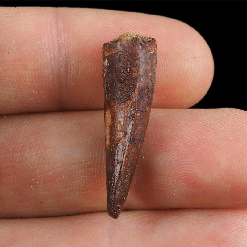 SKAMIENIAŁY ZĄB DINOZAURA Spinosaurus aegyptiacus - KREDA GÓRNA (CENOMAN) - ok. 95-100 mln lat