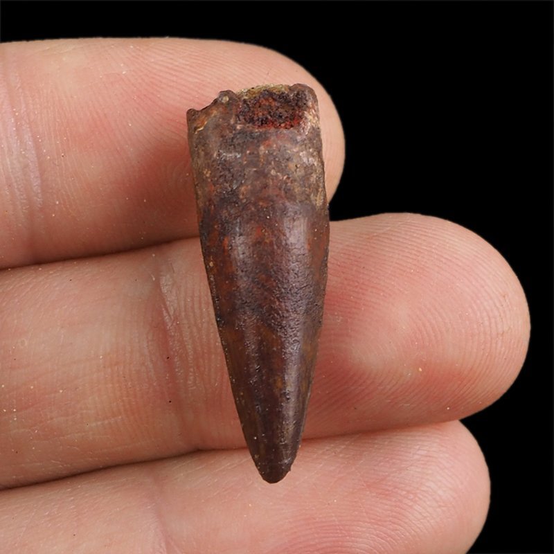 SKAMIENIAŁY ZĄB DINOZAURA Spinosaurus aegyptiacus - KREDA GÓRNA (CENOMAN) - ok. 95-100 mln lat