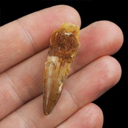 SKAMIENIAŁY ZĄB DINOZAURA Spinosaurus aegyptiacus - KREDA GÓRNA (CENOMAN) - ok. 95-100 mln lat