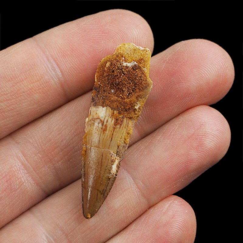 SKAMIENIAŁY ZĄB DINOZAURA Spinosaurus aegyptiacus - KREDA GÓRNA (CENOMAN) - ok. 95-100 mln lat