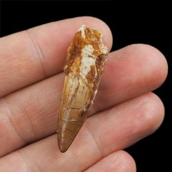 SKAMIENIAŁY ZĄB DINOZAURA Spinosaurus aegyptiacus - KREDA GÓRNA (CENOMAN) - ok. 95-100 mln lat