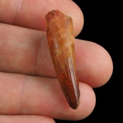 SKAMIENIAŁY ZĄB DINOZAURA Spinosaurus aegyptiacus - KREDA GÓRNA (CENOMAN) - ok. 95-100 mln lat