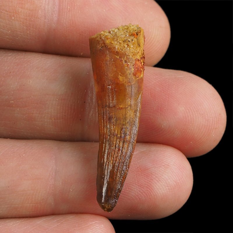 SKAMIENIAŁY ZĄB DINOZAURA Spinosaurus aegyptiacus - KREDA GÓRNA (CENOMAN) - ok. 95-100 mln lat