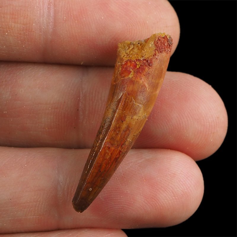 SKAMIENIAŁY ZĄB DINOZAURA Spinosaurus aegyptiacus - KREDA GÓRNA (CENOMAN) - ok. 95-100 mln lat