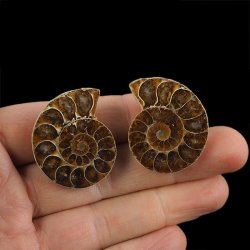 AMONIT - 35 mm - KREDA DOLNA - 110 mln lat - DWIE POŁÓWKI - MADAGASKAR