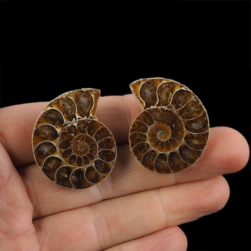 AMONIT - 35 mm - KREDA DOLNA - 110 mln lat - DWIE POŁÓWKI - MADAGASKAR