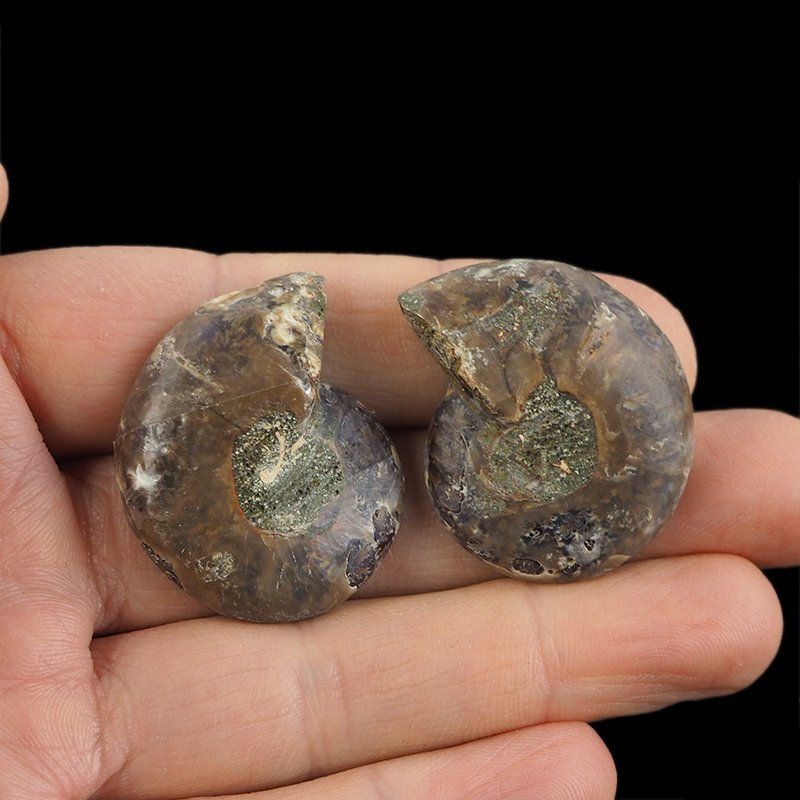 AMONIT - 36 mm - KREDA DOLNA - 110 mln lat - DWIE POŁÓWKI - MADAGASKAR