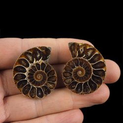 AMONIT - 36 mm - KREDA DOLNA - 110 mln lat - DWIE POŁÓWKI - MADAGASKAR