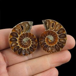 AMONIT - 37 mm - KREDA DOLNA - 110 mln lat - DWIE POŁÓWKI - MADAGASKAR