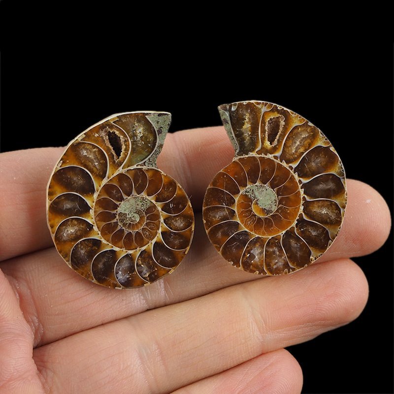 AMONIT - 37 mm - KREDA DOLNA - 110 mln lat - DWIE POŁÓWKI - MADAGASKAR