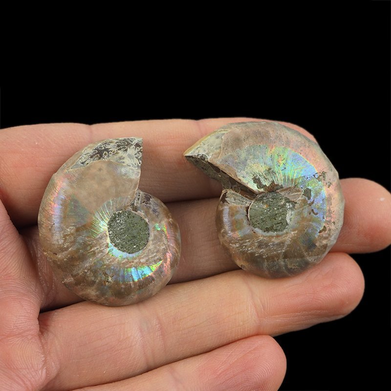 AMONIT - 37 mm - KREDA DOLNA - 110 mln lat - DWIE POŁÓWKI - MADAGASKAR