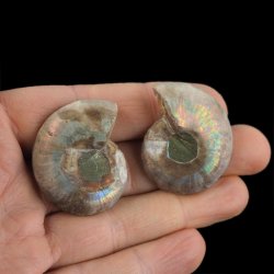 AMONIT - 36 mm - KREDA DOLNA - 110 mln lat - DWIE POŁÓWKI - MADAGASKAR