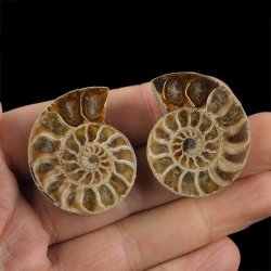 AMONIT - 36 mm - KREDA DOLNA - 110 mln lat - DWIE POŁÓWKI - MADAGASKAR