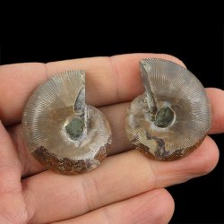 AMONIT - 37 mm - KREDA DOLNA - 110 mln lat - DWIE POŁÓWKI - MADAGASKAR