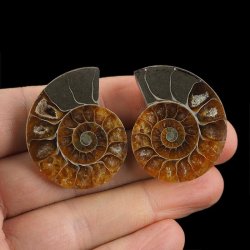 AMONIT - 37 mm - KREDA DOLNA - 110 mln lat - DWIE POŁÓWKI - MADAGASKAR