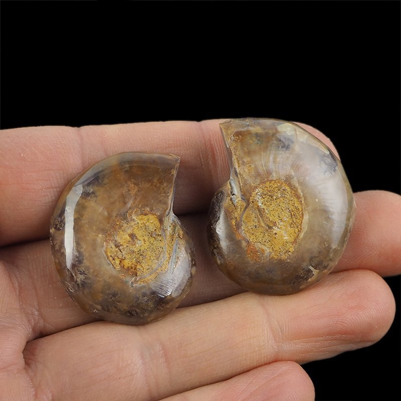 AMONIT - 34 mm - KREDA DOLNA - 110 mln lat - DWIE POŁÓWKI - MADAGASKAR