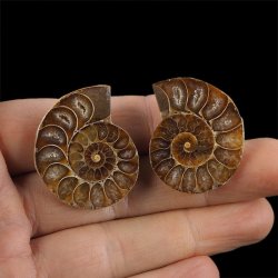 AMONIT - 34 mm - KREDA DOLNA - 110 mln lat - DWIE POŁÓWKI - MADAGASKAR