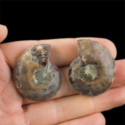 AMONIT - 37 mm - KREDA DOLNA - 110 mln lat - DWIE POŁÓWKI - MADAGASKAR