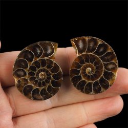 AMONIT - 37 mm - KREDA DOLNA - 110 mln lat - DWIE POŁÓWKI - MADAGASKAR