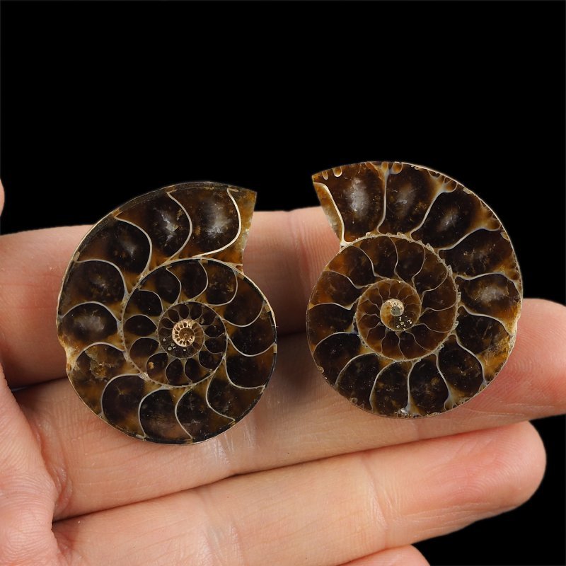 AMONIT - 37 mm - KREDA DOLNA - 110 mln lat - DWIE POŁÓWKI - MADAGASKAR