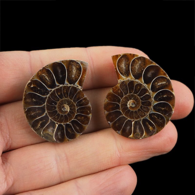 AMONIT - 35 mm - KREDA DOLNA - 110 mln lat - DWIE POŁÓWKI - MADAGASKAR