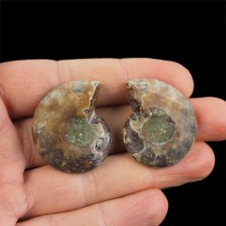 AMONIT - 35 mm - KREDA DOLNA - 110 mln lat - DWIE POŁÓWKI - MADAGASKAR