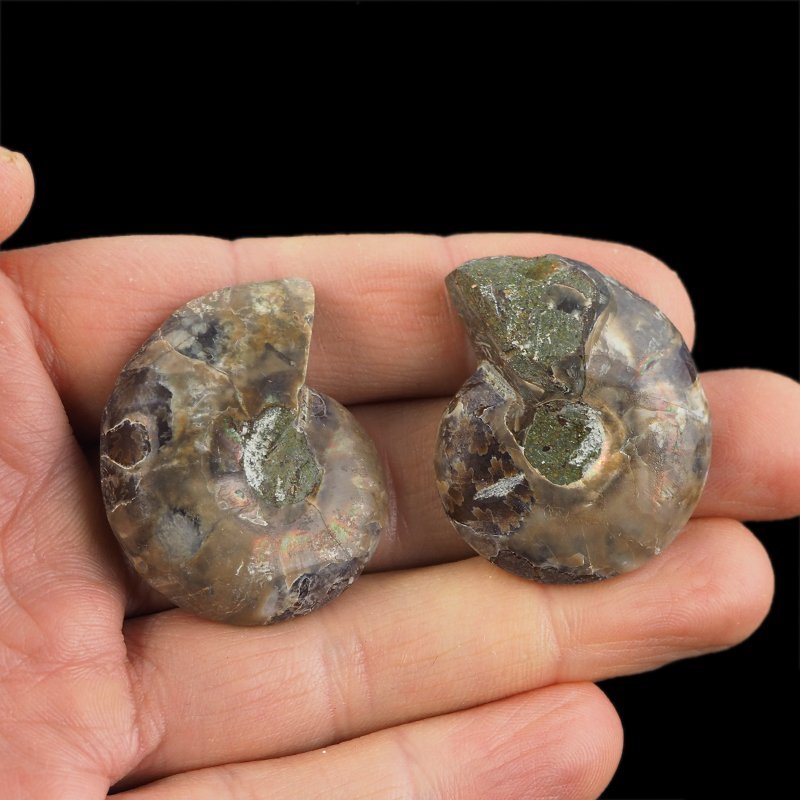 AMONIT - 37 mm - KREDA DOLNA - 110 mln lat - DWIE POŁÓWKI - MADAGASKAR