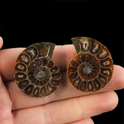 AMONIT - 37 mm - KREDA DOLNA - 110 mln lat - DWIE POŁÓWKI - MADAGASKAR