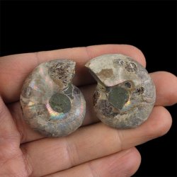 AMONIT - 37 mm - KREDA DOLNA - 110 mln lat - DWIE POŁÓWKI - MADAGASKAR