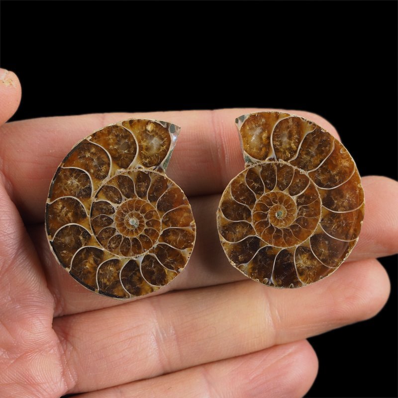 AMONIT - 37 mm - KREDA DOLNA - 110 mln lat - DWIE POŁÓWKI - MADAGASKAR