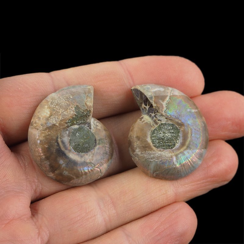 AMONIT - 33 mm - KREDA DOLNA - 110 mln lat - DWIE POŁÓWKI - MADAGASKAR