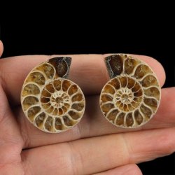 AMONIT - 33 mm - KREDA DOLNA - 110 mln lat - DWIE POŁÓWKI - MADAGASKAR