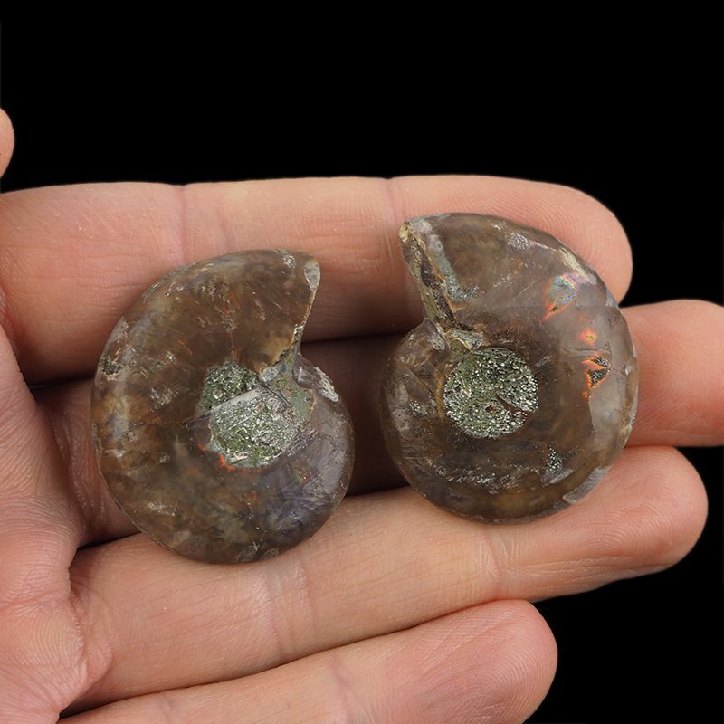 AMONIT - 35 mm - KREDA DOLNA - 110 mln lat - DWIE POŁÓWKI - MADAGASKAR