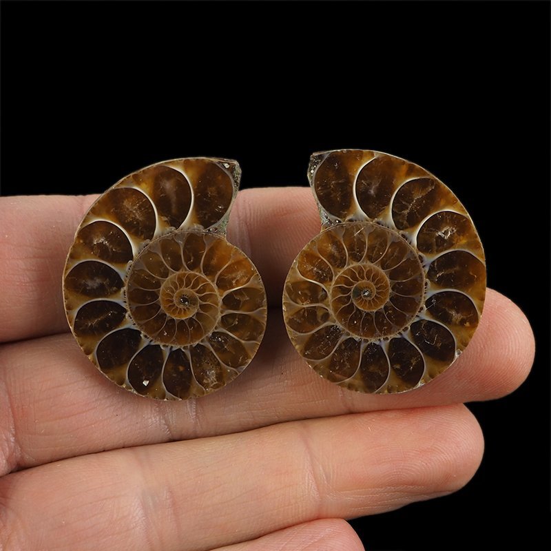 AMONIT - 35 mm - KREDA DOLNA - 110 mln lat - DWIE POŁÓWKI - MADAGASKAR