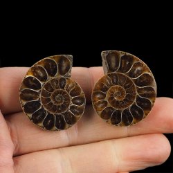 AMONIT - 34 mm - KREDA DOLNA - 110 mln lat - DWIE POŁÓWKI - MADAGASKAR