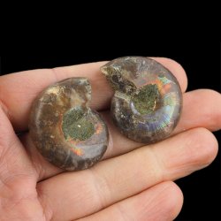 AMONIT - 34 mm - KREDA DOLNA - 110 mln lat - DWIE POŁÓWKI - MADAGASKAR