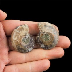 AMONIT - 36 mm - KREDA DOLNA - 110 mln lat - DWIE POŁÓWKI - MADAGASKAR