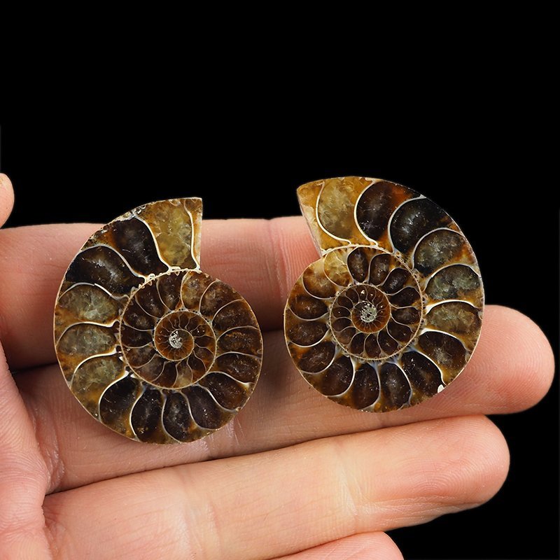 AMONIT - 36 mm - KREDA DOLNA - 110 mln lat - DWIE POŁÓWKI - MADAGASKAR