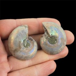 AMONIT - 38 mm - KREDA DOLNA - 110 mln lat - DWIE POŁÓWKI - MADAGASKAR