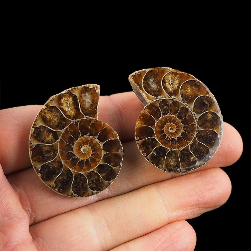 AMONIT - 38 mm - KREDA DOLNA - 110 mln lat - DWIE POŁÓWKI - MADAGASKAR