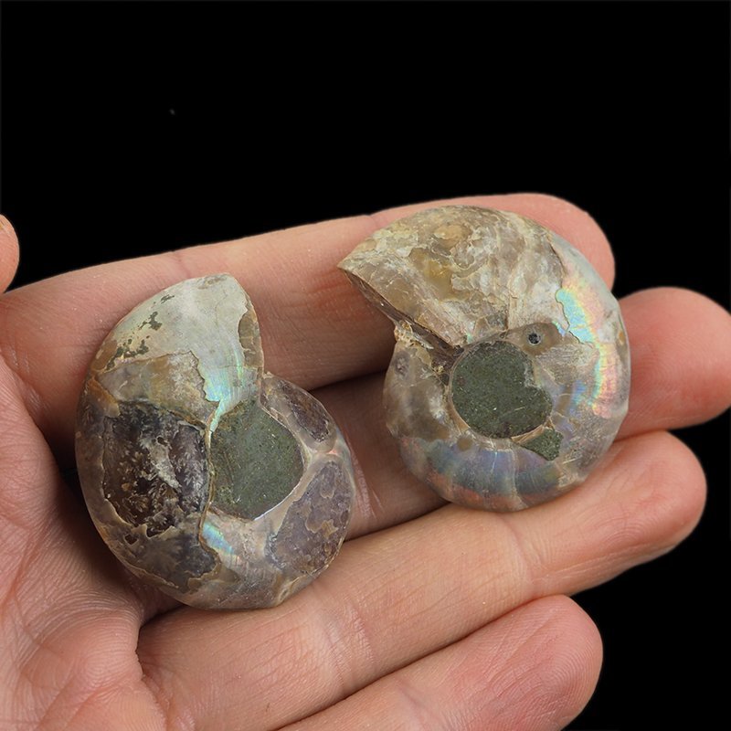 AMONIT - 37 mm - KREDA DOLNA - 110 mln lat - DWIE POŁÓWKI - MADAGASKAR