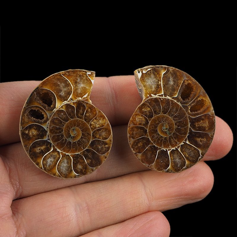 AMONIT - 37 mm - KREDA DOLNA - 110 mln lat - DWIE POŁÓWKI - MADAGASKAR