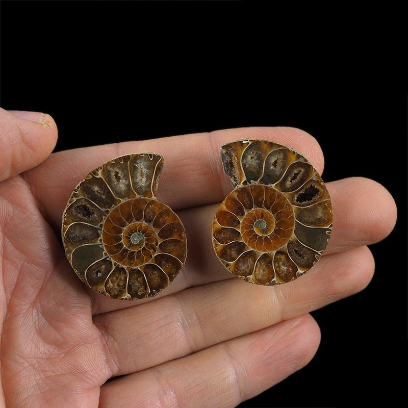 AMONIT - 36 mm - KREDA DOLNA - 110 mln lat - DWIE POŁÓWKI - MADAGASKAR