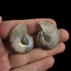 AMONIT - 36 mm - KREDA DOLNA - 110 mln lat - DWIE POŁÓWKI - MADAGASKAR