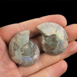 AMONIT - 37 mm - KREDA DOLNA - 110 mln lat - DWIE POŁÓWKI - MADAGASKAR