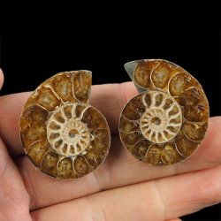 AMONIT - 37 mm - KREDA DOLNA - 110 mln lat - DWIE POŁÓWKI - MADAGASKAR